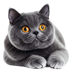 PNG Grey cat with yellow eyes, lounging inside