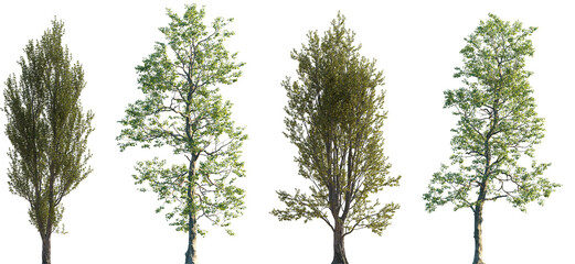 Set of Populus nigra (the black poplar) and Populus cathayana frontal set street trees isolated png on a transparent background perfectly cutout