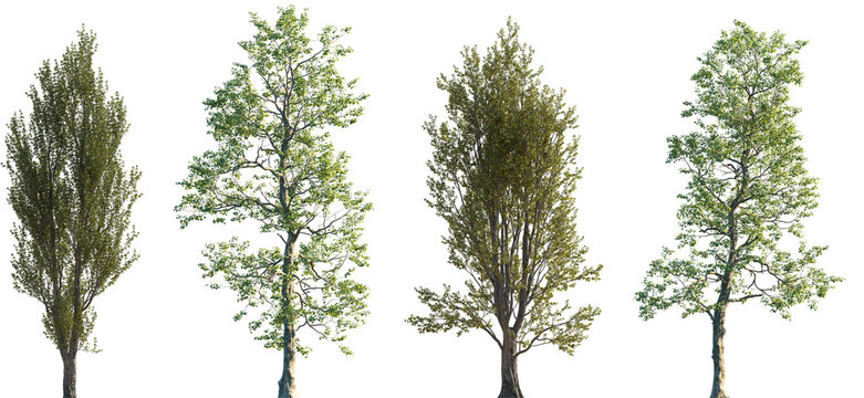 Set of Populus nigra (the black poplar) and Populus cathayana frontal set street trees isolated png on a transparent background perfectly cutout