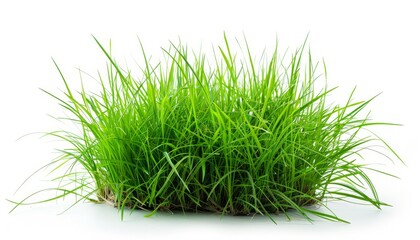 Isolated fresh spring green grass style against a white backdrop, highlighting natural texture