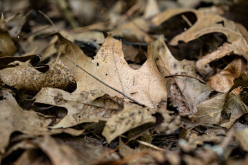 Dried yellow leaves in the forest close up, macro.