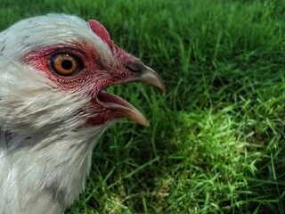 Easter Egger Chicken Hen Close-up Side Headshot Beak Open, Grass Background