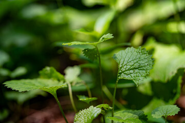 Green leaf in the forest close up, macro.
