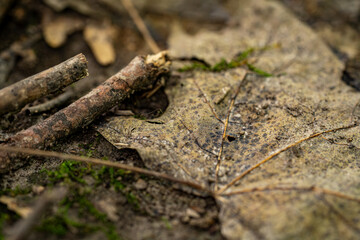 Dried yellow leaves in the forest close up, macro.