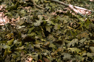 Dried yellow leaves in the forest close up, macro.