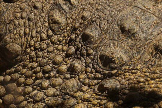 Piel de cocodrilo
