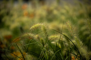 grass in the wind