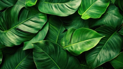 A close up of green leaves with a lush green background.