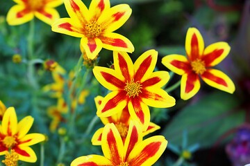 Bidens, better known as 