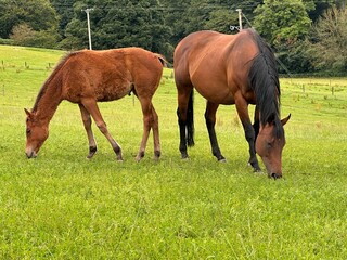 Fototapeta premium two horses grazing in a meadow