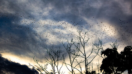 Naklejka premium birds in the sky neer the tree
