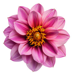 Obraz premium PNG Beautiful pink lotus flower blooming in sunlight