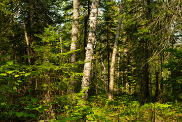 Big Falls Hiking Trail