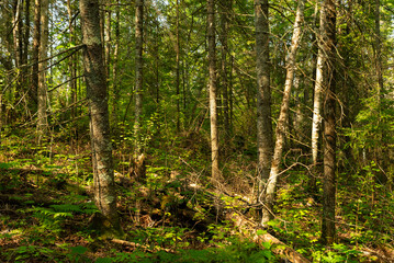 Big Falls Hiking Trail