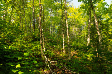 Big Falls Hiking Trail
