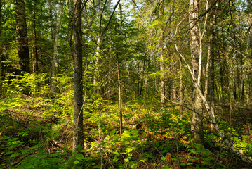 Big Falls Hiking Trail