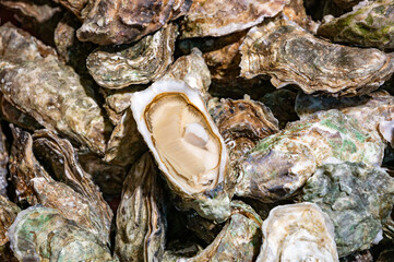 Fresh live different sizes oysters in market hall ready to be eaten for lunch from oyster-farming village, Arcachon bay, Gujan-Mestras, Bordeaux, France