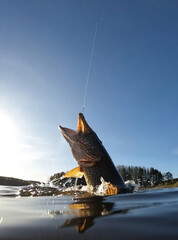 Hooked northern pike caught by a sportsfisherman fighting and jumping out of the lake and splashing water around on a sunny May day at a lake in Finland.