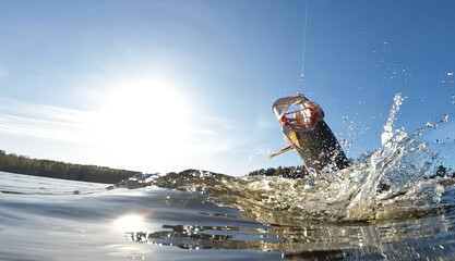Hooked northern pike caught by a sportsfisherman fighting and jumping out of the lake and splashing water around on a sunny May day at a lake in Finland.