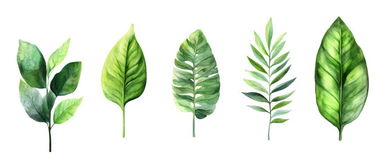 collection of green leaves watercolor illustration isolated on transparent background