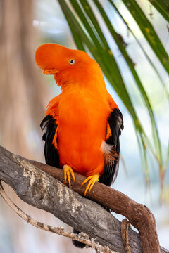 Close up of Andean cock-of-the-rock bird