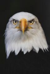 Close, detailed photograph of a dramatic adult Bald Eagle with piercing eyes staring stright at the camera.