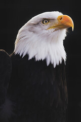 Close, detailed portrait of an adult Bald Eagle with piercing eyes against a black backdrop.