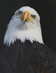 Obraz premium Close, detailed portrait of an adult Bald Eagle with piercing eyes against a black backdrop.