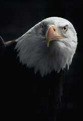 Close, detailed portrait of an adult Bald Eagle with piercing eyes against a black backdrop.