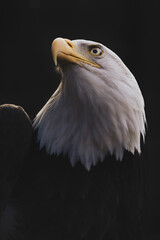 Close, detailed portrait of an adult Bald Eagle with piercing eyes against a black backdrop.