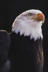 Close, detailed portrait of an adult Bald Eagle with piercing eyes against a black backdrop.