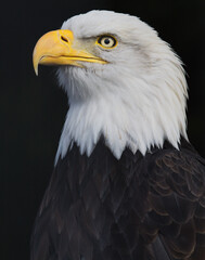 Close, detailed portrait of an adult Bald Eagle with piercing eyes against a black backdrop.