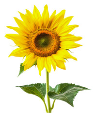 Fototapeta premium PNG Sunflower blooming on white backdrop