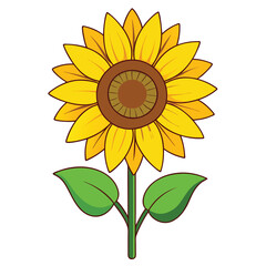 sunflower isolated on white background