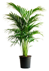 Obraz premium PNG Lush green indoor plant in a simple black pot