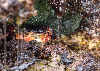 Crab in Laguna Beach Tidepool