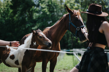 Obraz premium A young woman interacts with a horse and foal at a ranch, capturing the essence of countryside life and enjoying a sunny day in nature.