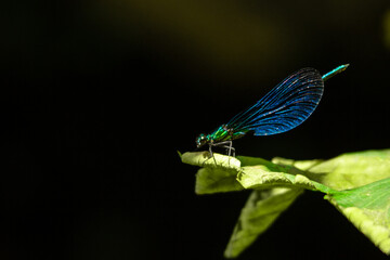 Calopteryx virgo on a green leaf