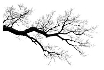 Fototapeta premium PNG Tree silhouette against bright sky