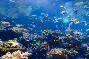 Fototapeta premium Vibrant aquarium scene featuring a diverse array of colorful fish swimming among lush aquatic plants and coral. Various species underwater on Monterrey Bay Aquarium.