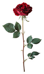 Obraz premium PNG Red rose with green leaves on white