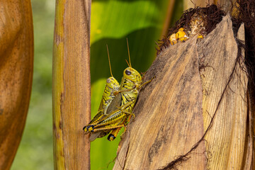 Grasshoppers mating on corn plant. Agriculture crop insects, pest control and crop damage concept.