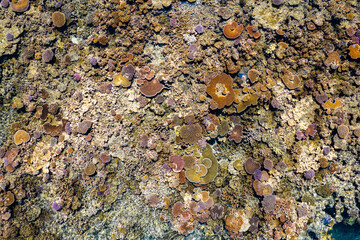 Aerial view of of healthy pristine colorful coral reef