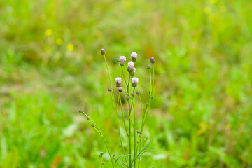 A close up view of hemisteptia blossom in full bloom complete with branches and leaves