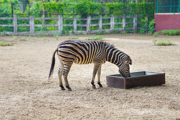 Burchell's zebra eating food in the private farm,
Common names : Bontequagga, Damara zebra and Zululand zebra