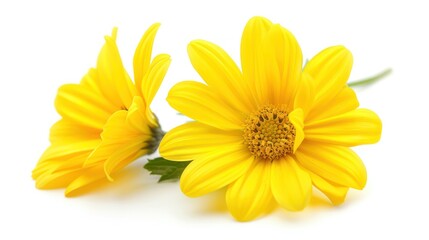 Two Yellow Flowers