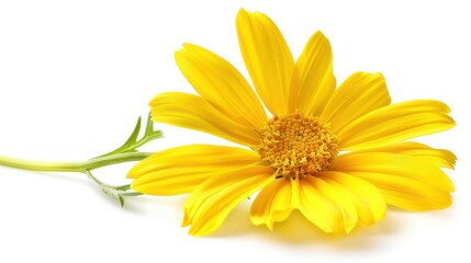 Obraz premium Single Yellow Daisy