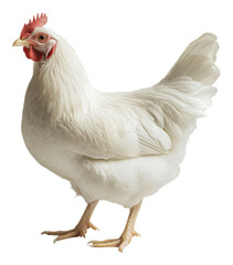 Fototapeta premium PNG White hen standing on a plain background