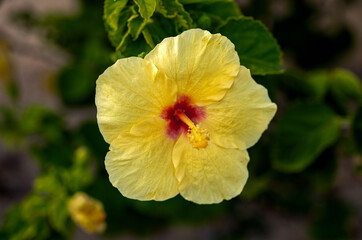 Yellow and Red Hibiscus Flower with Green Leaves in the Background.