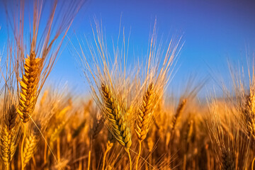 Golden wheat field